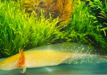 AXOLOTL GOLD