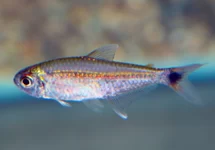 GOUDTETRA