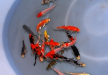 CARPE KOI EXTRA COULEUR EUROPE