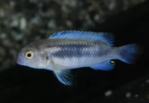 MALAWI CICHLID POLIT