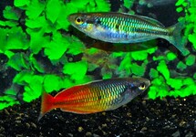 BOESEMAN'S RAINBOWFISH ORANGE