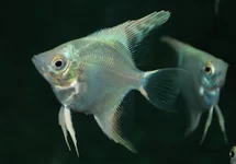 MAANVIS PLATINUM