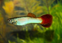 GUP CORAL REDTAIL MAN