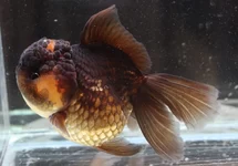 FANTAIL LIONHEAD DARK MIXED