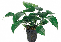 Anubias barteri - XL
