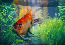 MAANVIS RED DEVIL SLUIER