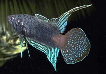 RONDSTAART PARADIJSVIS