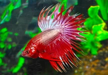 KEMPVIS CROWNTAIL DRAGON MAN