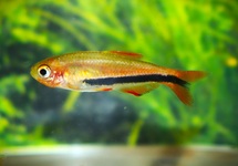 BLACK ARROW KONINGSZALM