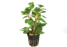 Ludwigia palustris rood in pot (p5)