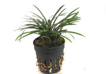Ophiopogon japonica pussilus in pot (p5)