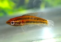 PRACHTGOERAMI ANJUNGANENSIS