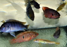 CICHLIDÉ ASSORTIS