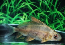 CHINESE HOOGVINKARPER