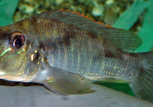 STROMSCHNELLEN-ERDFRESSER