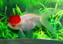 SLUIER LEEUWENKOP RED CAP