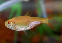 RUITENVLEKZALM ALBINO