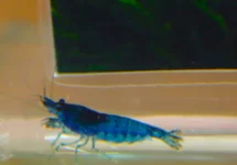 BLAUWE GARNAAL