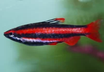 Potloodvis