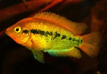CICHLIDÉ ARC-EN-CIEL