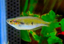LAKE KUROMAI RAINBOWFISH