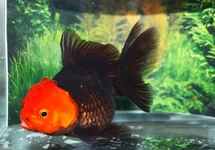 FANTAIL LIONHEAD BLACK REDCAP