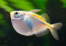 BLANKE BIJLZALM