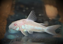 GEVLEKTE PANTSERMEERVAL ALBINO