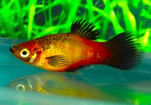 PLATY SUNSET WAGTAIL