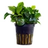 Aquariumplanten