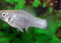 HOOGVINKARPER ZILVER