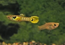 ENDLER GUP TIGER MAN