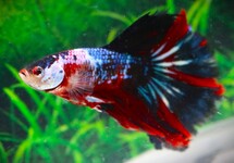 KEMPVIS HALF MOON GALAXY MAN