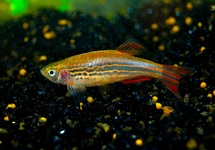 DANIO FIRE RING