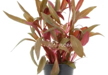 Alternanthera reineckii 'Pink' - PE