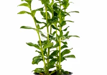Hygrophila polysperma - PE