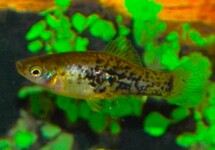 CATEMACO PLATY