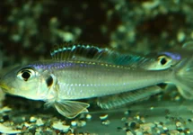 GELE ZANDCICHLIDE