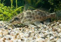 BAARDMEERVAL ALBERTI