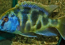 NIMBOCHROMIS VENUSTUS S
