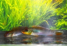 CONGO DWERGCICHLIDE