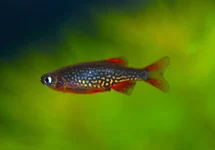 GALAXY RASBORA