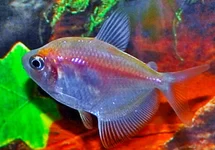 WITTE TETRA