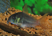 PANTSERMEERVAL CONCOLOR