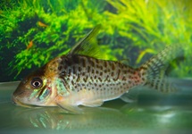 PANTSERMEERVAL DELPHAX
