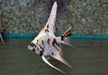 MAANVIS PLATINUM MARMER