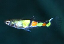 GUPPY ENDLER EL TIGRE MANN