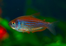 PIRANGA ZALM