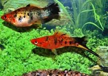 ZWAARDDRAGER BERLIN KOI