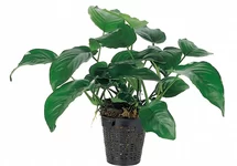 Anubias barteri - XL